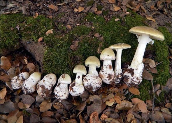 Death cap mushrooms found near Filberg Park