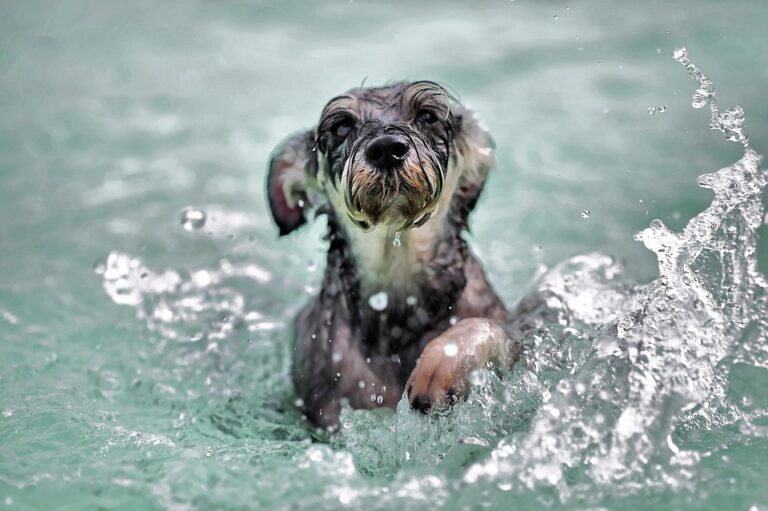 Courtenay Recreation holding dog swim fundraiser for Comox Valley SPCA