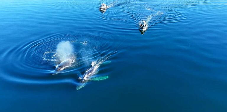 VIDEO: Humpback whale rescued off Texada Island after getting caught in fishing gear