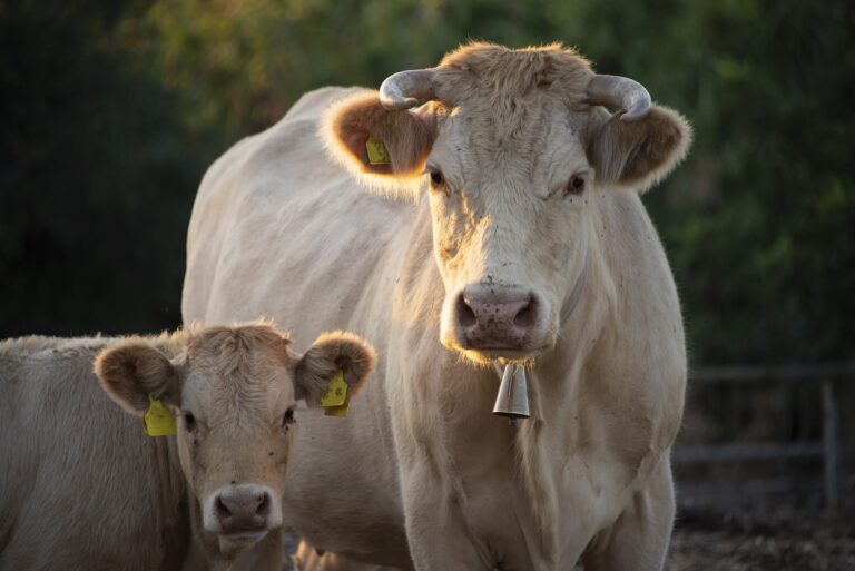 Vancouver Island feed distributor says strike could damage Island farming