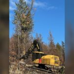 Post-wildfire recovery